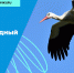 Как отметить Международный день птиц: чек-лист от Ecowiki.ru - Город Шумерля