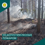 Защита лесов – ответственность общая