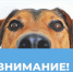 В городе начинается отлов бродячих собак - Газета Вперёд